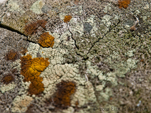 1260mm abstract bokeh color dof e3 fourthirds greytones nature norway olympus olympuse3 orange tree trunk yellow zd