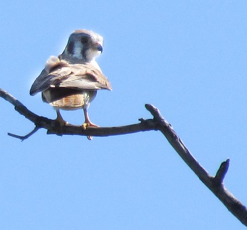 birds falcosparverius kestrelamerican ramonagrasslandspreserve