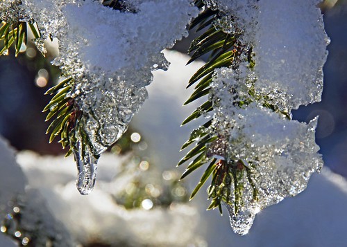 winter ice branch dof bokeh january icicle eis januar 2012 eiszapfen nadel zweig rottenbuch ammermühle dorenawm