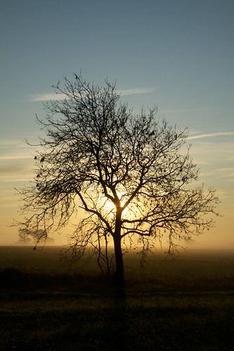 tree silhouette sunrise canonefs1785mmf456isusm