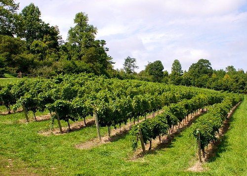 trees virginia vineyard vines view wine scenic winery va grapes chestergap chestergapcellars