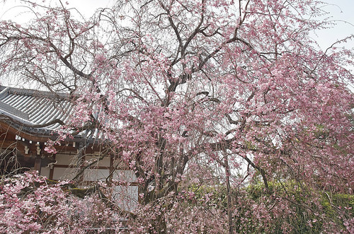 【写真】2014 桜 : 上品蓮台寺/2021-02-27/IMGP5637