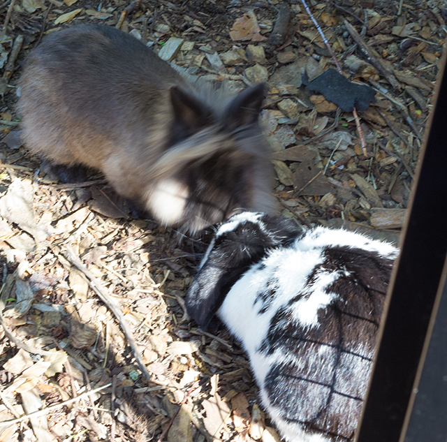chubby black-and-white rabbit #bunny #rabbit