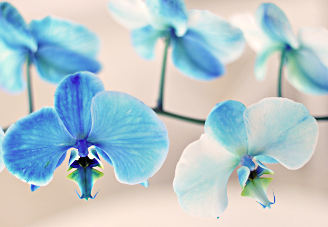 blue orchids   