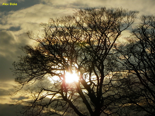 tree silhouette swansea wales sunrise singletonpark