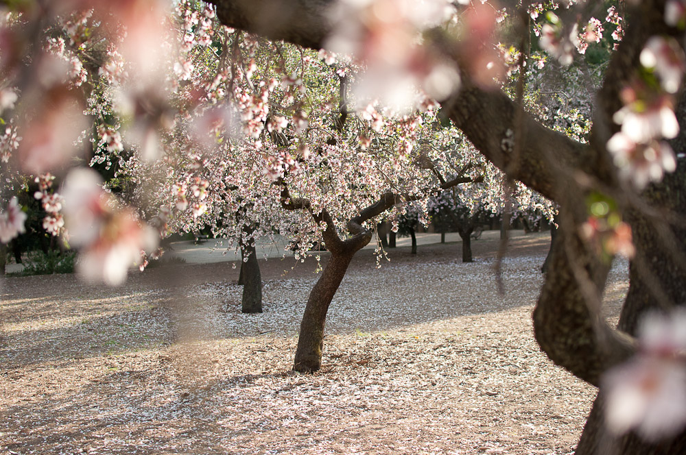 El Parque de la Quinta de los Molinos y sus almendros en flor
