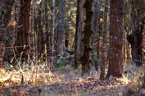 trees winter oregon unitedstates forests 2011
