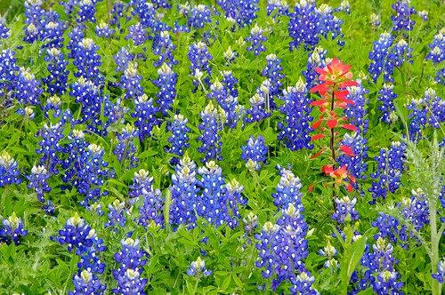 nature spring texas wildflowers bluebonnets indianpaintbrush