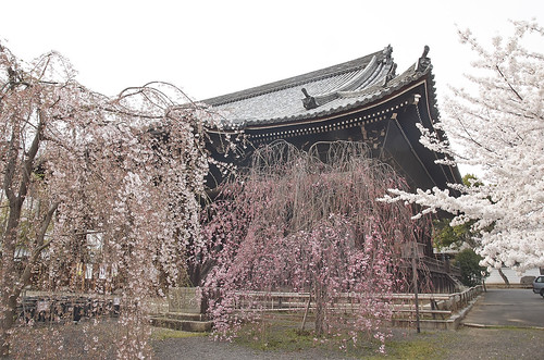 【写真】2014 桜 : 立本寺/2020-03-01/IMGP5731