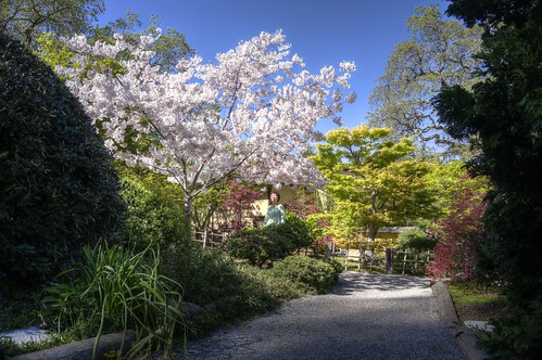 california garden japanesegarden raw fav50 saratoga sakura hdr hakonegardens 3xp photomatix nex6