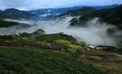 繚繞 Wind around ~ Dawn and  Sea of clouds of Tea Garden @ 坪林 Pinglin  ~