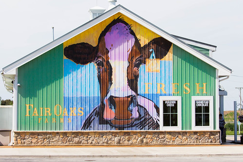 art sign painting cow farm may indiana fair oaks 2016