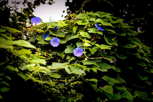 flowers shadow green nature leaves contrast canon eos outdoor foliage bloom lush morningglory vignette ef2470mmf28lusm topaz 6d