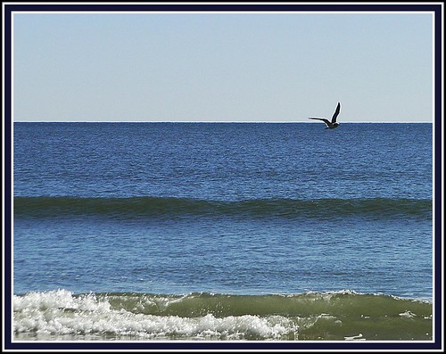 ocean bird beach seagull atlanticcity