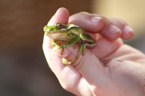 amphibian frog biology treefrog greentreefrog missouritreefrog