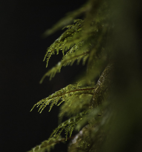 green moss hiking britishcolumbia squamish moist uppershannonfalls