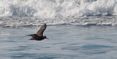 Black Oystercatcher In Flight