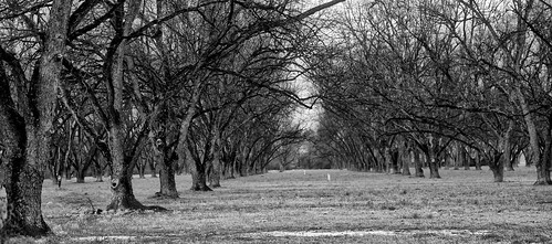 trees blackandwhite bw white black grass georgia orchard np grayscale fortvalley greyscale fruittrees peachcounty wyojones