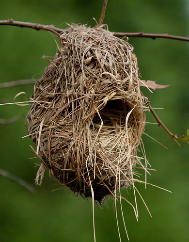 bird nest weaver