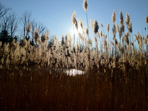 blue winter sky sun ice reeds pond