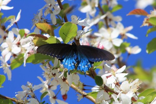 nature butterfly bluebutterflynature