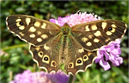 Speckled Wood (Pararge Aegeria)