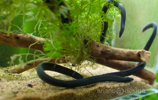 Baby Caecilians ("It's not a worm, nor an eel")