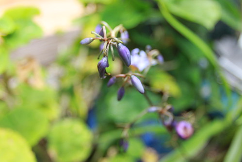 Miniscule Purple Flowers