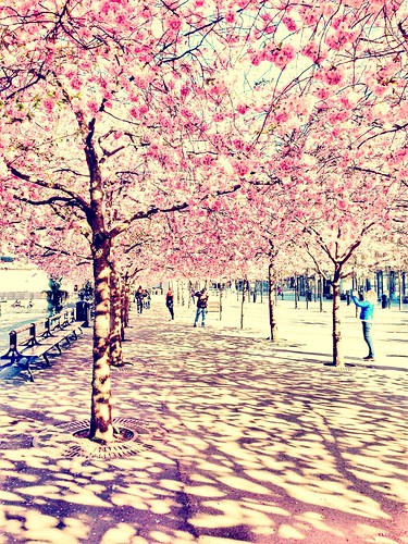 cherry blossom sthlm 2014