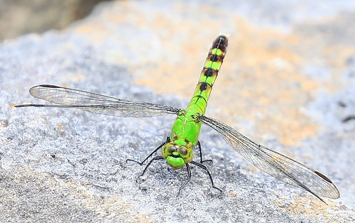 county harpers ferry female dragonfly reis iowa larry common pondhawk allamakee