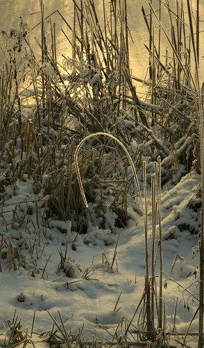 snow reeds rime sunrisefrostwinternaturelincolnshirefebruary2012golden