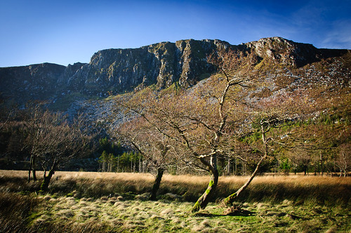 ireland cliff mountain tree valley wicklow glenmalure fraughenglen