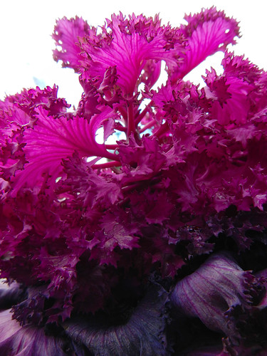 hot pink winter cabbage