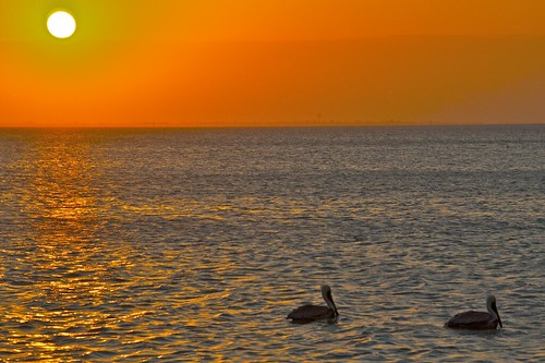 sunset beach texas herons southpadreisland