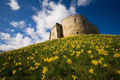 york old city uk blue summer england sky colour green tower yellow architecture clouds spring sandstone yorkshire hill daffodil british daffodils northyorkshire landscpape