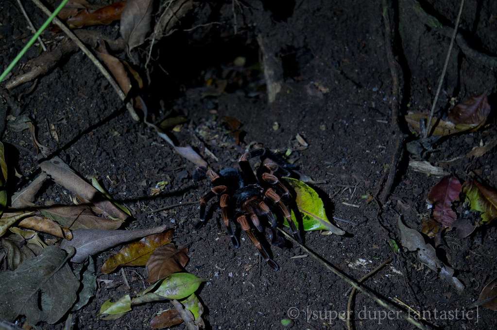 Bajo del Tigre Night Walk - Monteverde