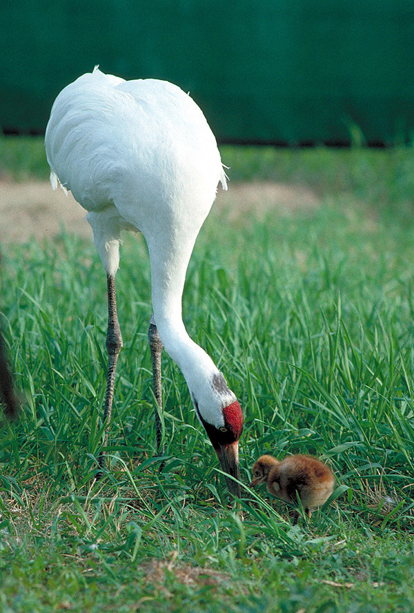 Adult Whooping Crane and Chick