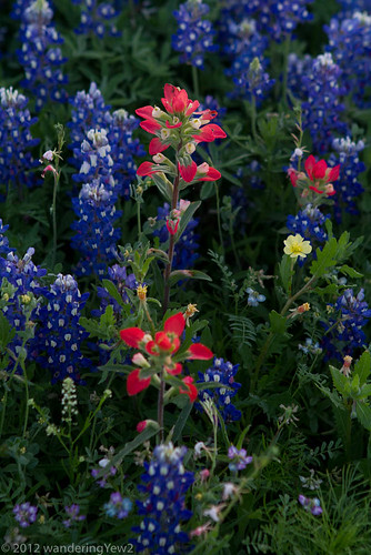 flower geotagged texas bluebonnet hillcountry wildflower indianpaintbrush texaswildflowers llanocounty geo:lat=3081346 geo:lon=98652022