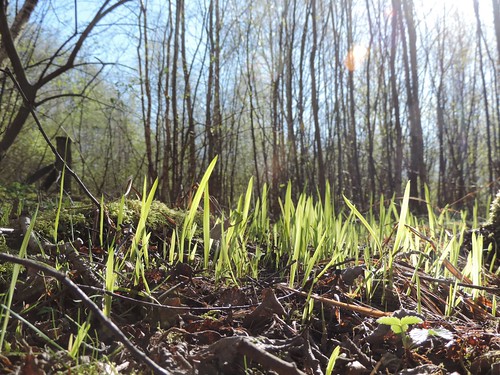 Irises on the forest floor