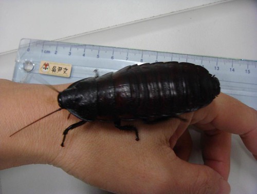 馬達加斯加蟑螂，攝影：吳尹文。