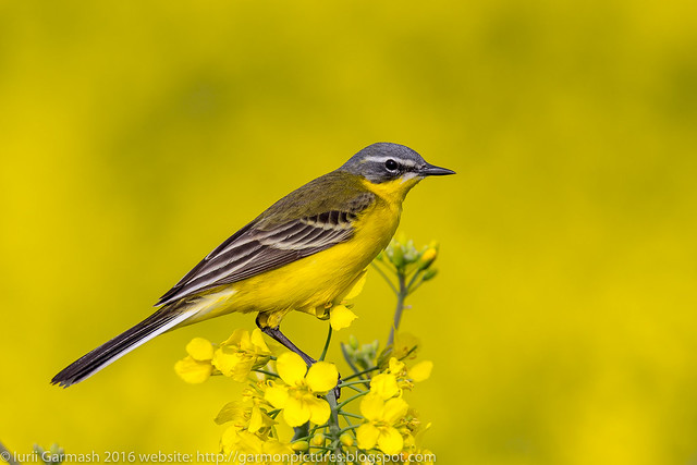Western yellow wagtail sitting on a weathered ground in the green spring grass.