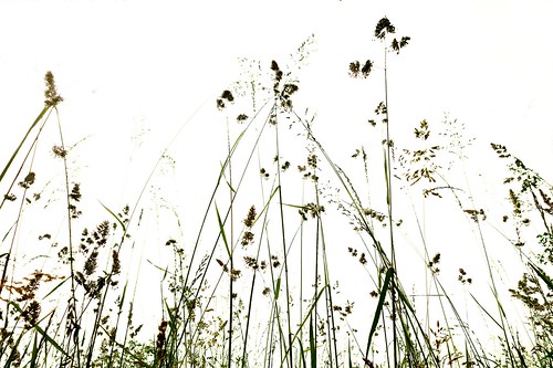 white green field feld wiese himmel grasses grün karlsruhe weiss gräser worm´seyeview vonunten neureut sonyrx100