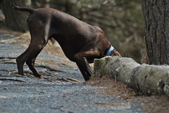 Dogs of Point Pleasant Park