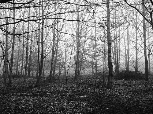 morning fog forest woods indiana iphonography iphone365 photomobo