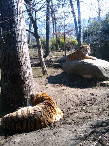 Bronx Zoo: Tigers!