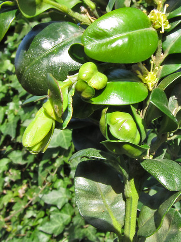 Deformed box leaves caused by Spanioneura buxi