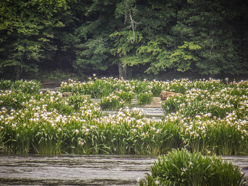 Lansford Canal Spider Lilies-22