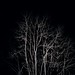 [11/52] des arbres dans la nuit