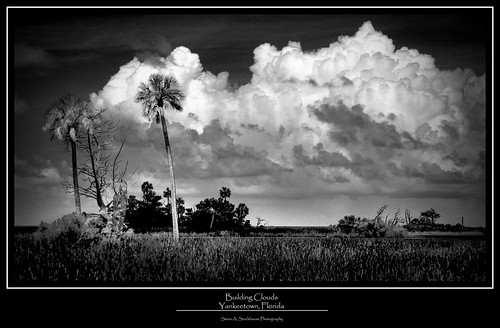 sky gulfofmexico nature clouds landscape florida palmtrees fl hdr saltmarsh yankeetown blandandwhite thunderthead