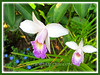 Arundina graminifolia [syn: A. bambusifolia, A. chinensis] (Bamboo Orchid, Bird Orchid, Grass-like Leaf Arundina, Kinta Weed)